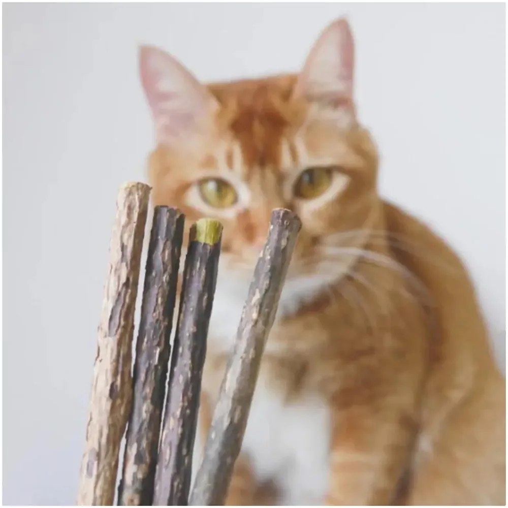 Catnip Sticks 15 Pcs Kitten Cat Toys Silvervine Teething Toys Molar Suitable for Cats of All Ages Chew Toy with Box.