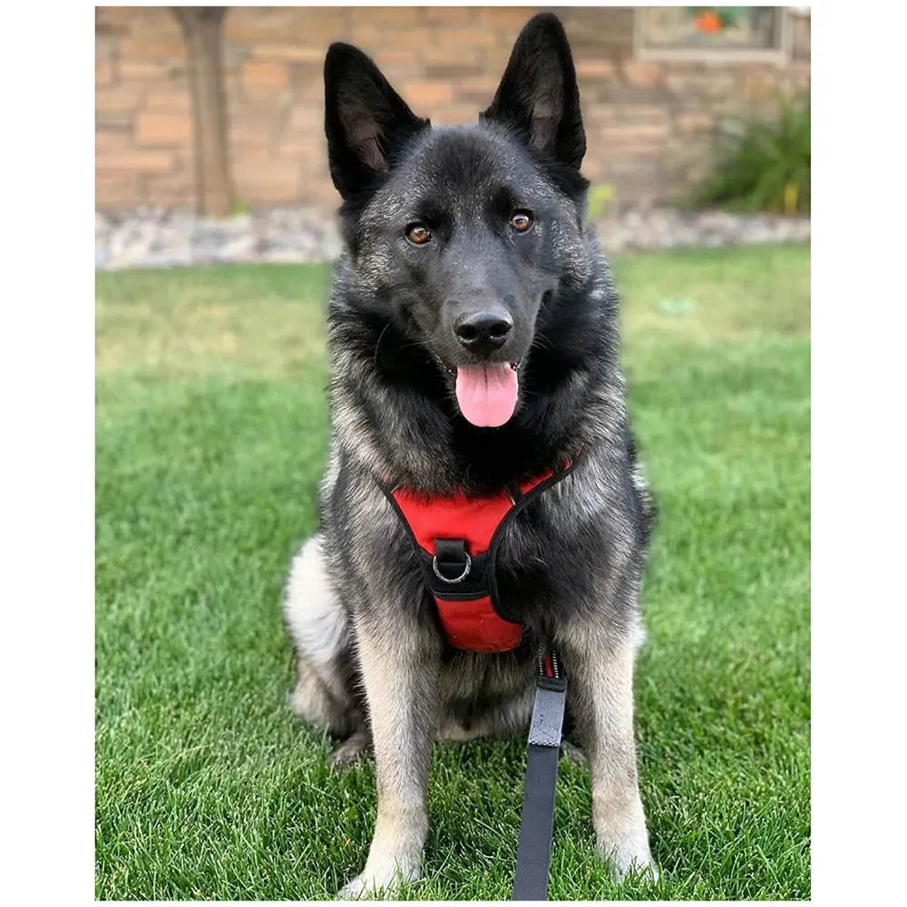 Vest Dog Harness Combo Vest and Leash Breathable Adjustable Dog Body Belt No Pulling No Chock Oxford Fabric for Labradors, Golden Retriever, German Shepherd, RED (Large - 25.5-31 Inch)