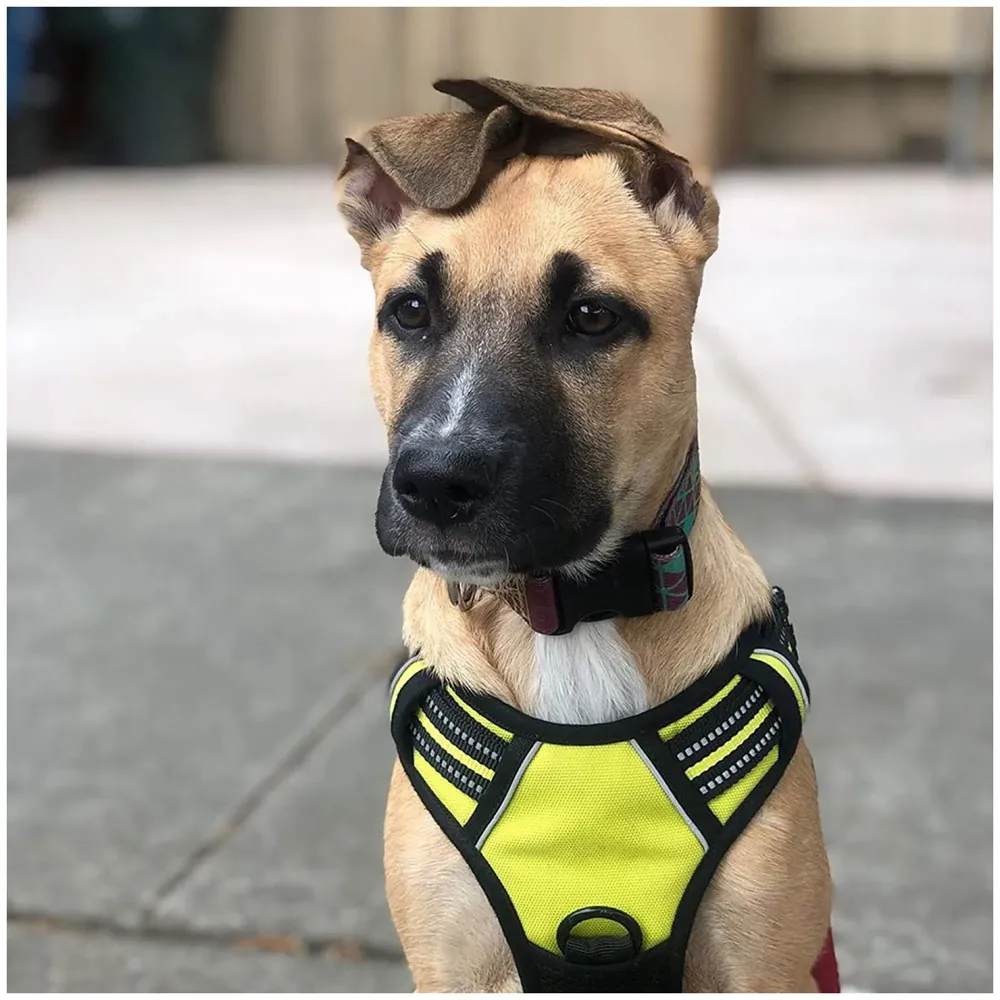 Green No Pull Dog Harness Mesh Breathable Adjustable Reflective Oxford Easy Control Comfortable Harness. Large 18-26 Inch Girth
