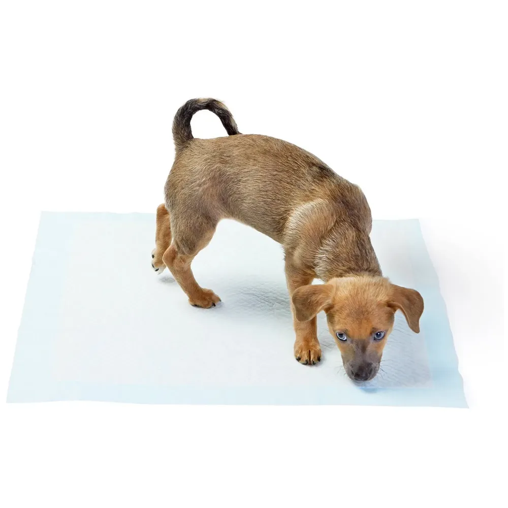 Puppy Training Pee Pads Ideal for House Breaking and Potty Training (Large 60 X 60 CMS, 80), 80 Pieces